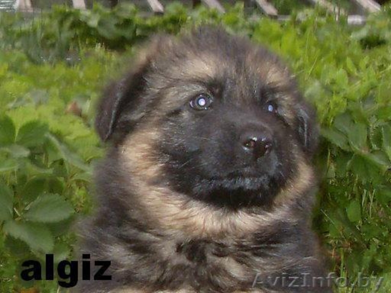 Щенки немецкой овчарки с отличной родословной - Изображение #5, Объявление #44646