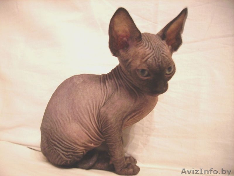 КАНАДСКИЙ СФИНКС котята - Изображение #2, Объявление #57921