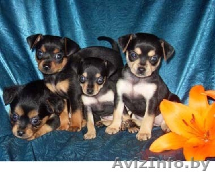 щенки той терьера - Изображение #3, Объявление #58001