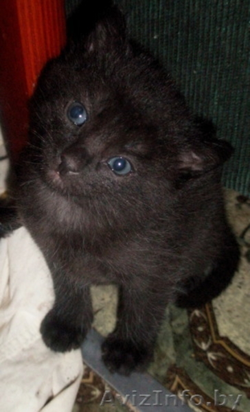 Котята пушистые  в дар - Изображение #1, Объявление #58552