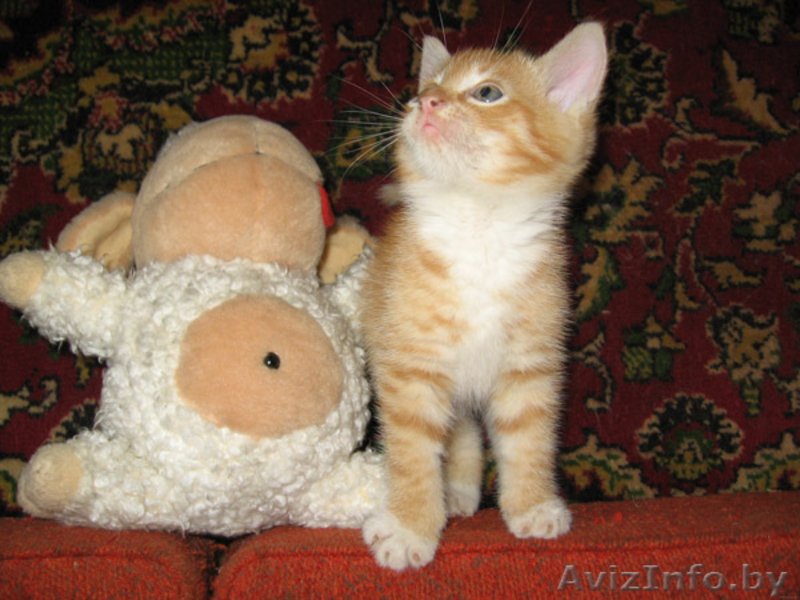 Левушка - котенок цвета спелых апельсинов - Изображение #3, Объявление #58442