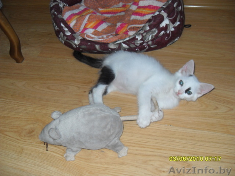 Котенок-мечта по имени Марочка искренне мечтает о семье - Изображение #1, Объявление #58477