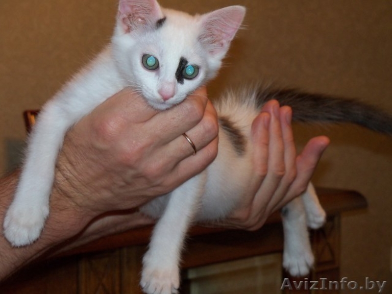 Котенок-мечта по имени Марочка искренне мечтает о семье - Изображение #3, Объявление #58477