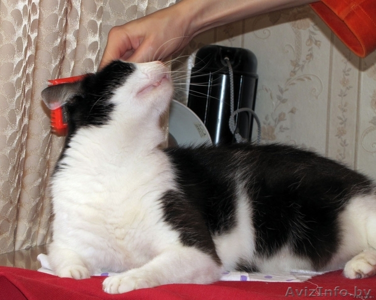 Классическая красавица - умница-скромница Мона ищет добрую семью - в дар - Изображение #2, Объявление #56980