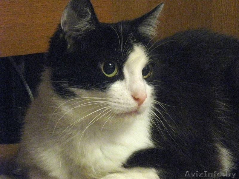 Классическая красавица - умница-скромница Мона ищет добрую семью - в дар - Изображение #3, Объявление #56980