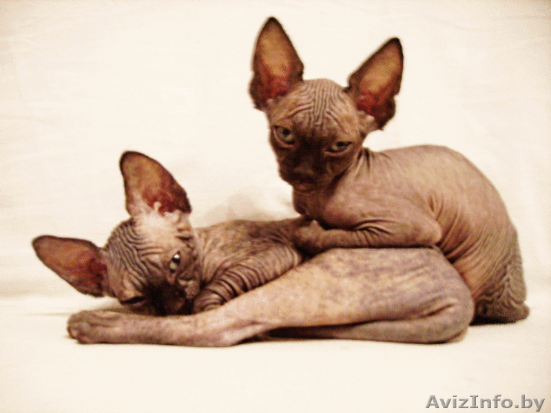 КАНАДСКИЙ СФИНКС котята - Изображение #4, Объявление #57921