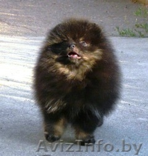 шпиц померанский черн -подпалый - Изображение #2, Объявление #59182