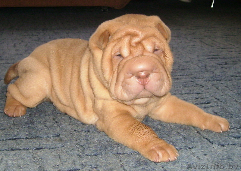 продаются шенки шарпея - Изображение #1, Объявление #54325