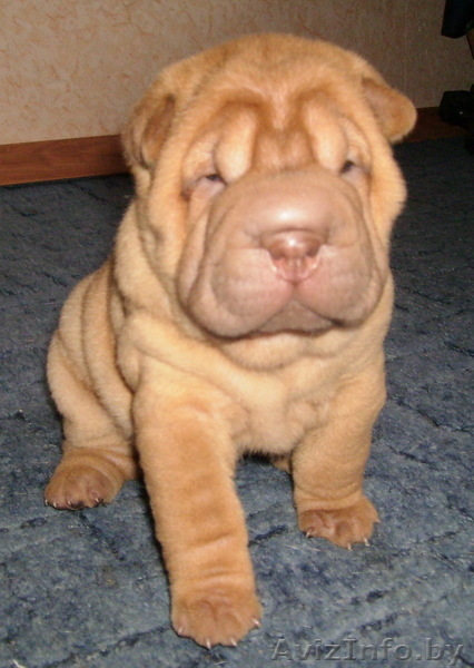 продаются шенки шарпея - Изображение #2, Объявление #54325