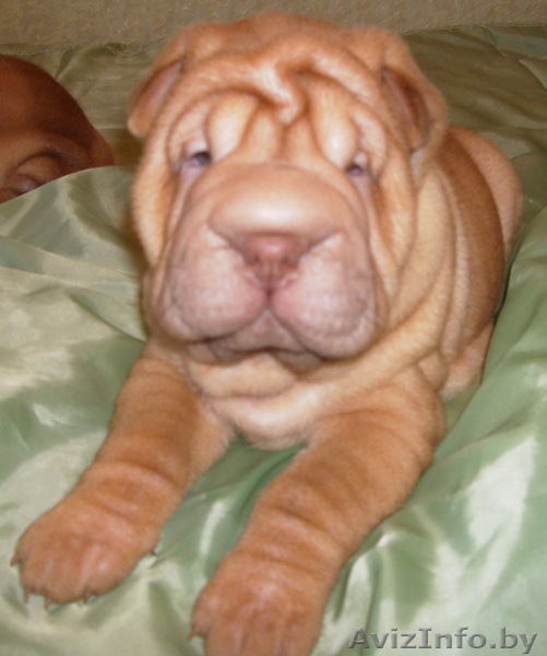 продаются шенки шарпея - Изображение #3, Объявление #54325