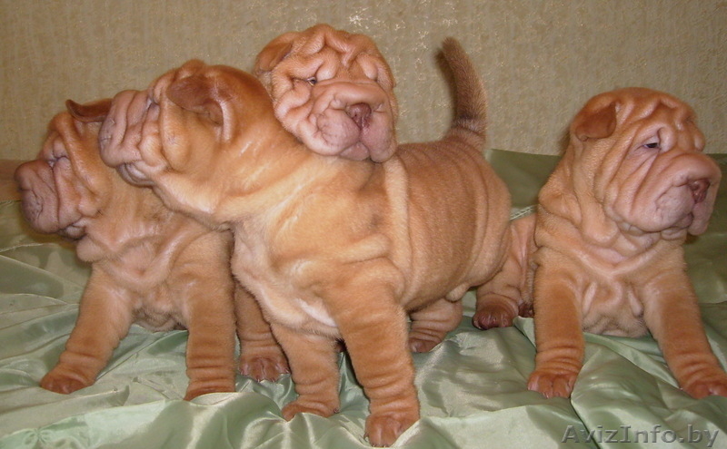 продаются шенки шарпея - Изображение #5, Объявление #54325