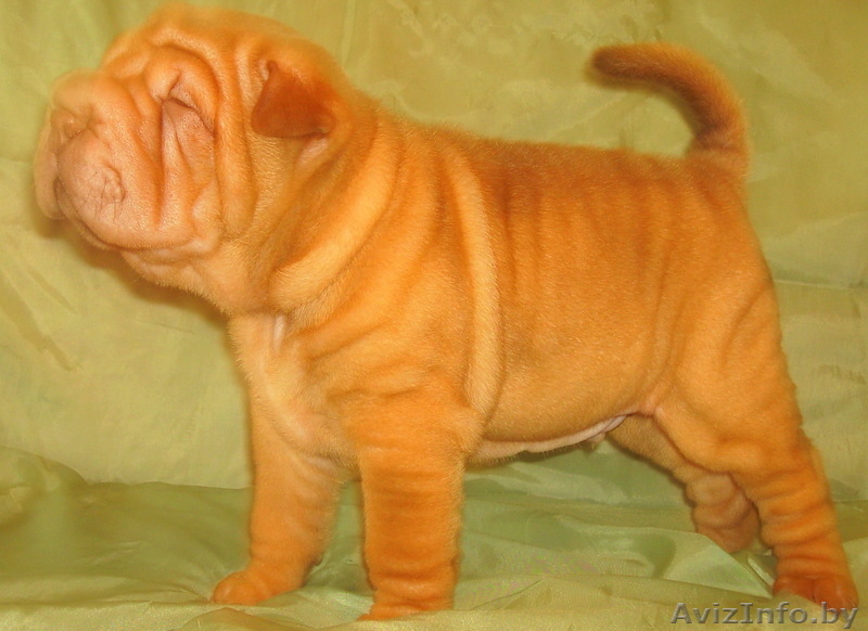 продаются шенки шарпея - Изображение #4, Объявление #54325