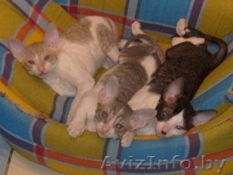 Котята корниш рекс (девочки) - Изображение #1, Объявление #47793