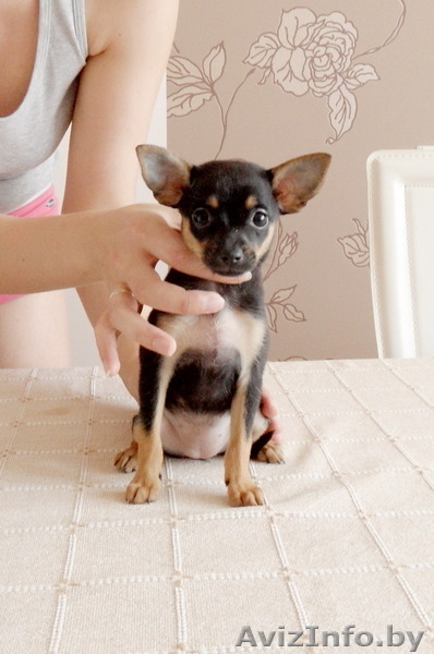 крошечные тойчики - Изображение #1, Объявление #57228