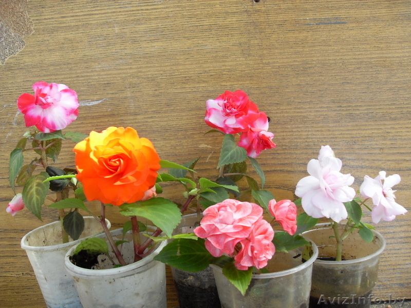 Бальзамин комнатный махровый - Изображение #3, Объявление #48972