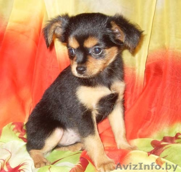 щенки той терьера - Изображение #2, Объявление #58001