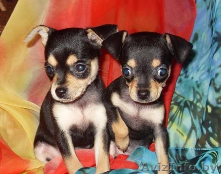 щенки той терьера - Изображение #1, Объявление #58001