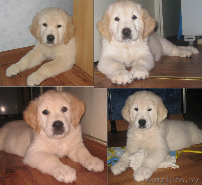 золотистый ретривер (голден) - щенки - Изображение #1, Объявление #45150