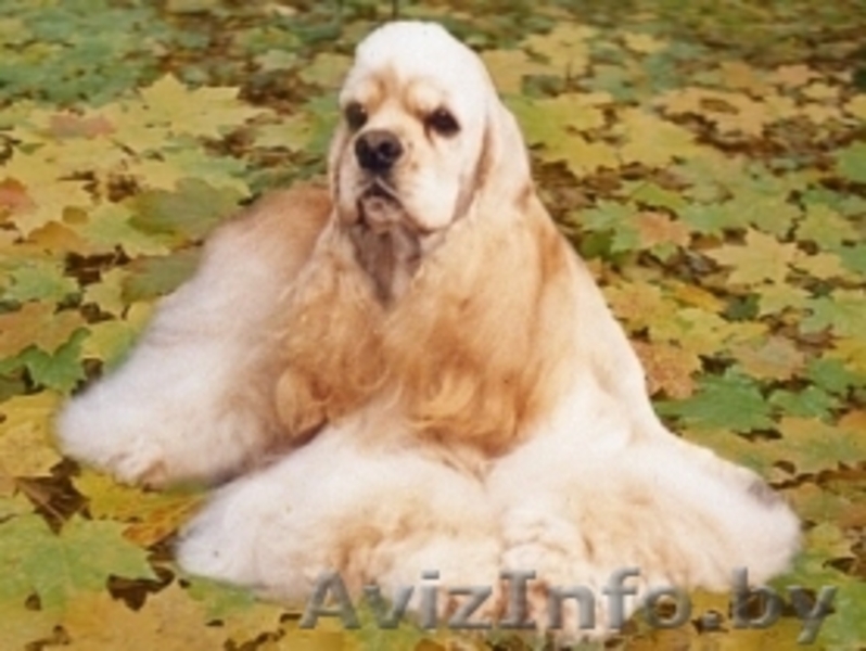 Племенное разведение - щенки американского кокер спаниеля - Изображение #2, Объявление #65001