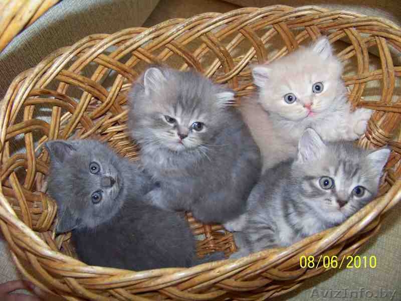 Котята скоттиш страйт - Изображение #2, Объявление #70132