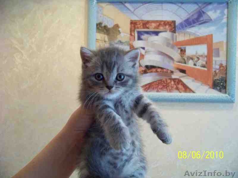 Котята скоттиш страйт - Изображение #3, Объявление #70132