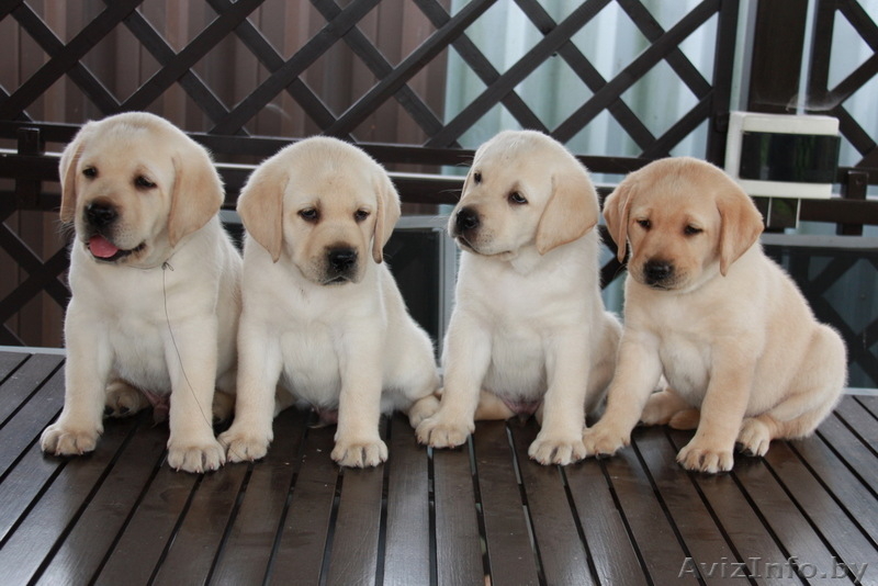 высокопородные палевые щенки лабрадора! - Изображение #1, Объявление #60625
