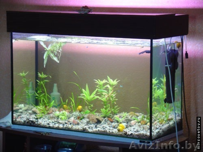 Аквармум новый на 30 и 50 литров с крышкой-подсветкой   - Изображение #2, Объявление #68720