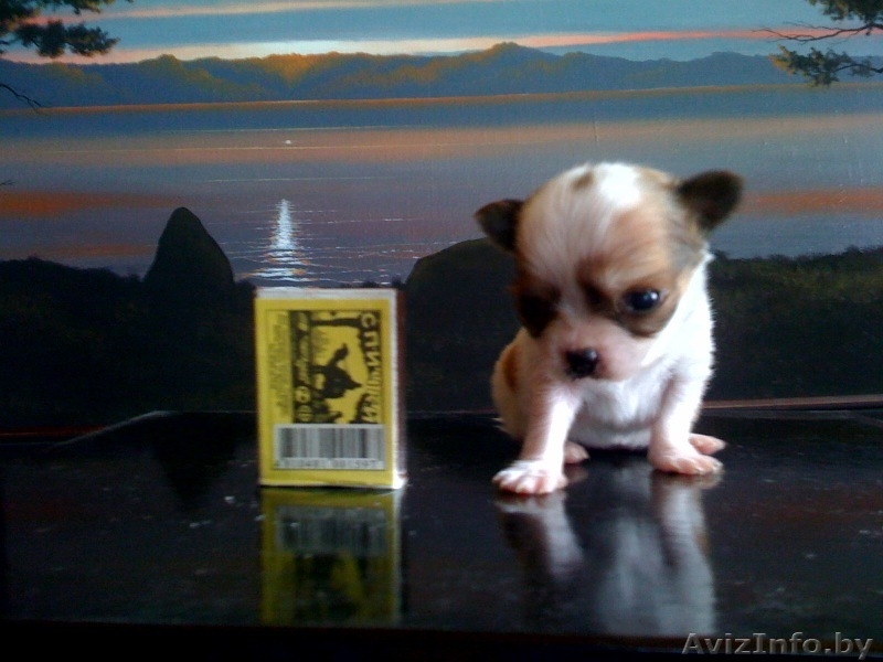 Щенки ЧихуаХуа  в  Минске - Изображение #2, Объявление #62229