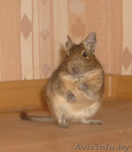дегу экзотический грызун - Изображение #2, Объявление #70127