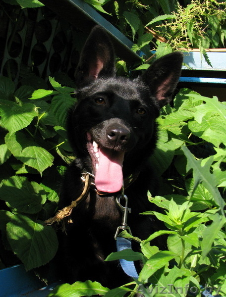 Бусина - лаечка роскошного угольно-черного окраса! - Изображение #2, Объявление #72770