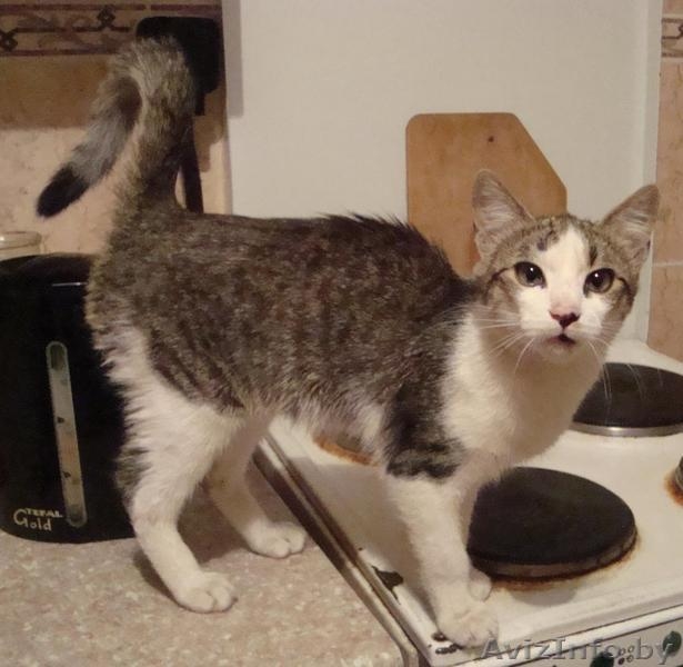 Котенок по имени Пряник ищет хозяина - в дар в добрые руки - Изображение #2, Объявление #69159