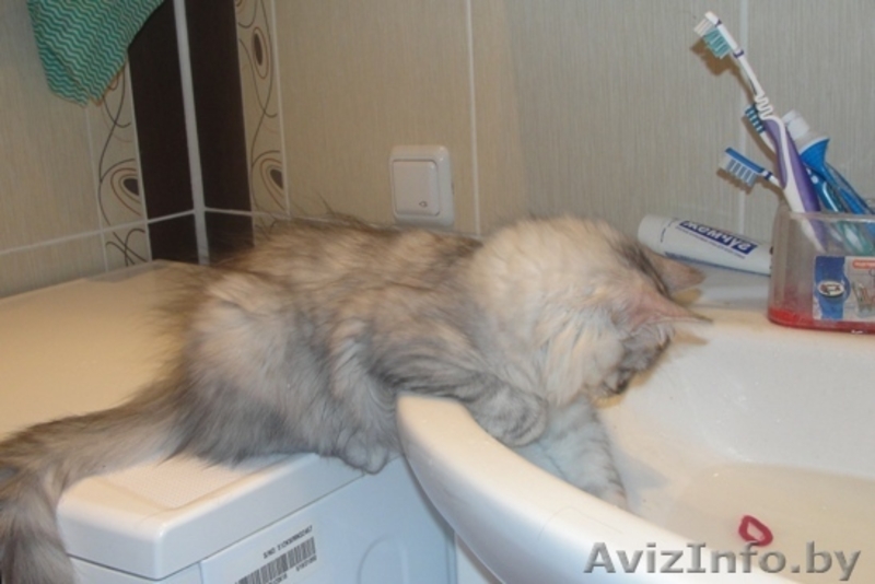 Сибирские котята - Изображение #2, Объявление #73803