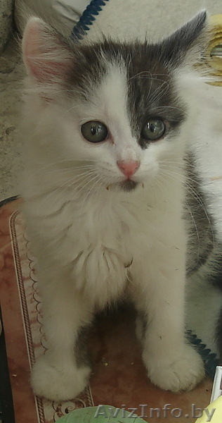 Подарю котят 1,5 мес - Изображение #3, Объявление #65636