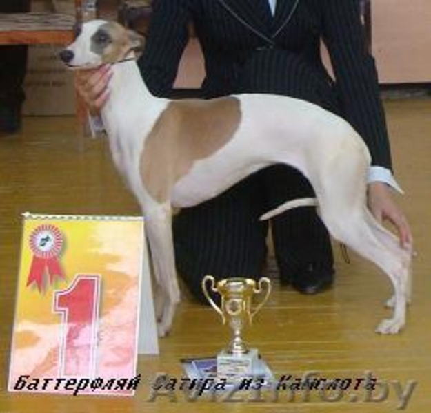 Уиппет (малая английская борзая) - Изображение #1, Объявление #69323