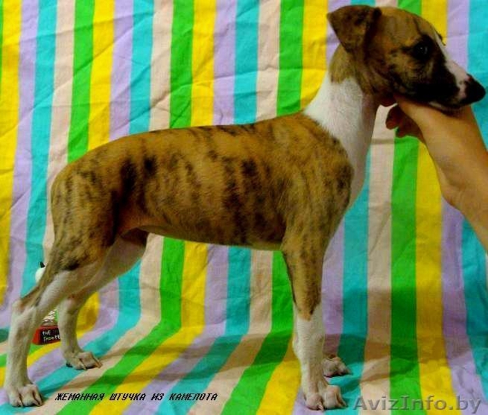 Уиппет (малая английская борзая) - Изображение #2, Объявление #69323