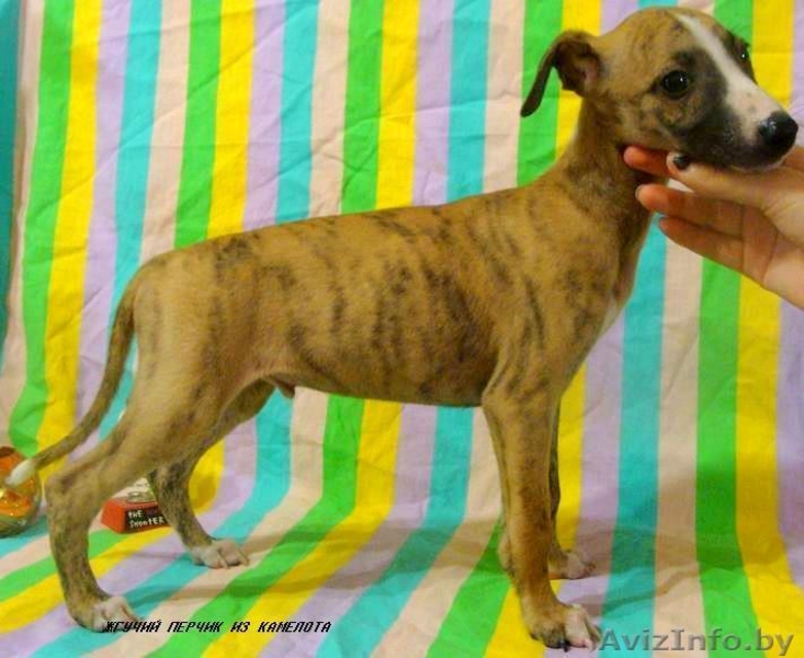 Уиппет (малая английская борзая) - Изображение #4, Объявление #69323