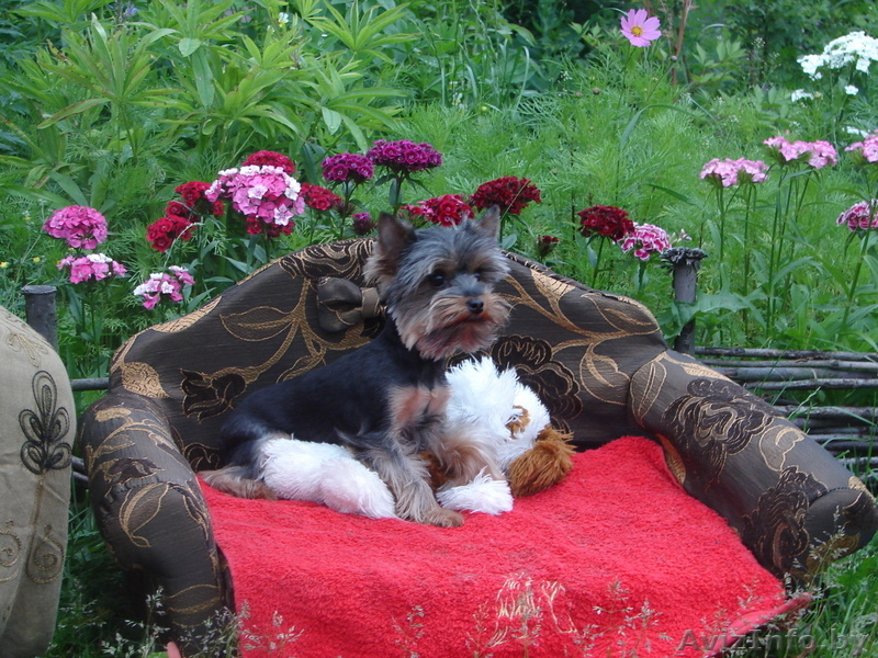 Йоркширского Терьера продам - Изображение #1, Объявление #70670