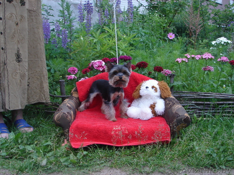 Йоркширского Терьера продам - Изображение #2, Объявление #70670