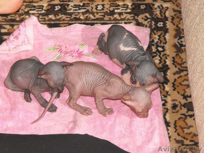 Канадский сфинкс породистые - Изображение #2, Объявление #71023