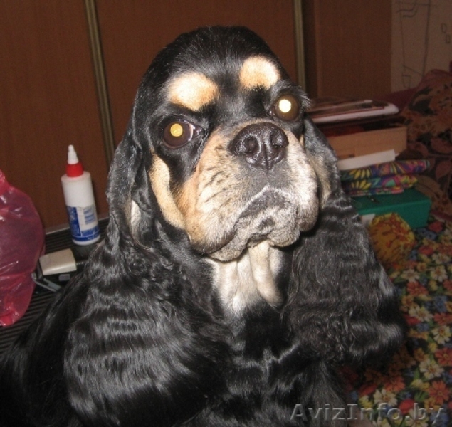 Племенное разведение - щенки американского кокер спаниеля - Изображение #1, Объявление #65001