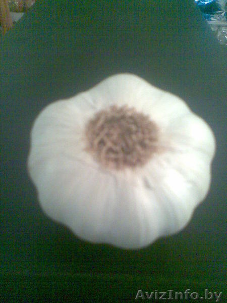 Продам чеснок оптом - Изображение #2, Объявление #66145