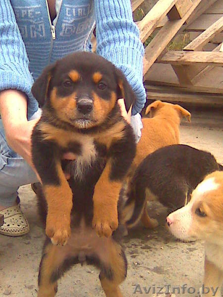 щенки двортерьера - Изображение #4, Объявление #68228