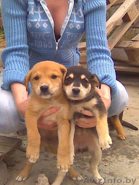 щенки двортерьера - Изображение #2, Объявление #68228