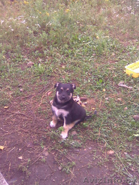 щенки двортерьера - Изображение #3, Объявление #68228