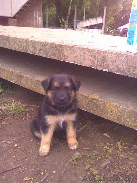 щенки двортерьера - Изображение #1, Объявление #68228