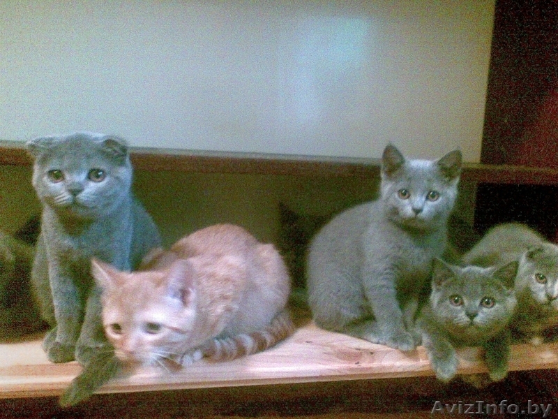 плюшевые британцы - Изображение #2, Объявление #71155