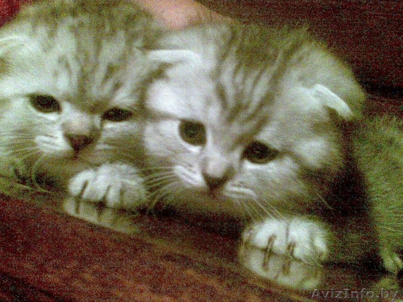 плюшевые британцы - Изображение #1, Объявление #71155