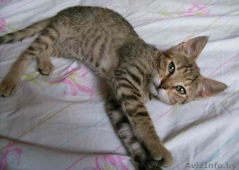 В дар полосатенькая кошечка - Изображение #2, Объявление #61758