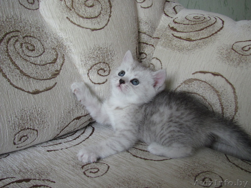 Элитные британские короткошерстные котята - Изображение #4, Объявление #67306