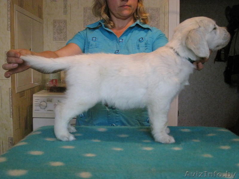 золотые щеночки - Изображение #2, Объявление #66927